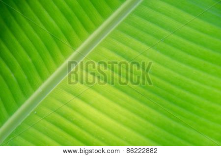 Banana Leaf