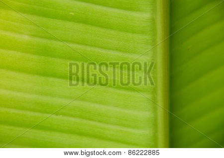 Banana Leaf