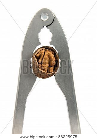 Nippers For Splitting Of Walnuts