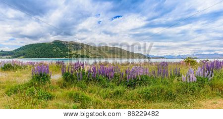 Lake Tekapo Panorama