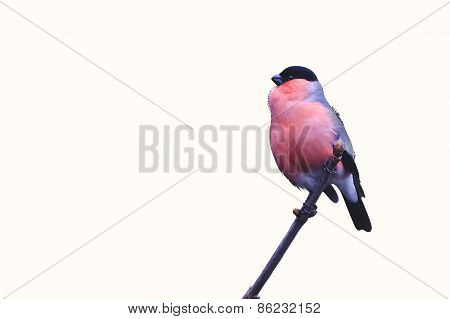 Pyrrhula pyrrhula, eurasian bullfinch perched on a branch, Vosges, France