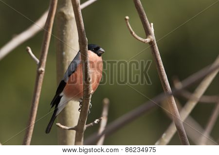 Pyrrhula pyrrhula, eurasian bullfinch perched on a branch, Vosges, France