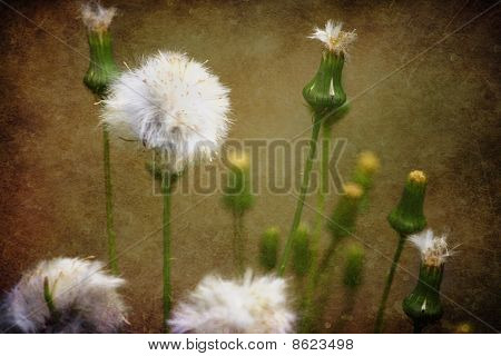 Oppustede blomst