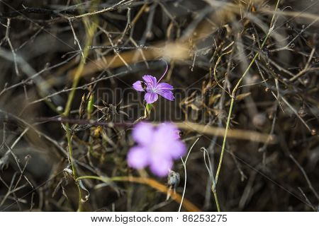 Purple Blossoming Flower Close-up