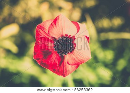 Blooming Red Flower Close-up