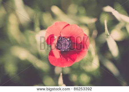 Blooming Red Flower