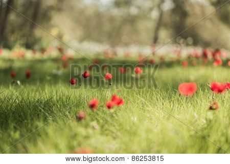 Field Red Poppies Blooming
