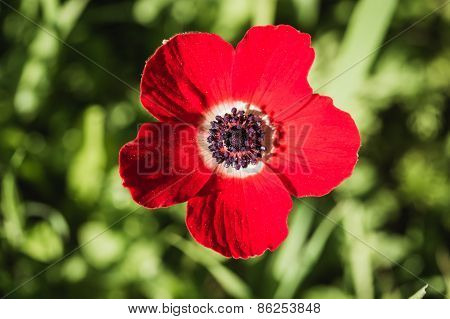 Open Flower Red Poppies