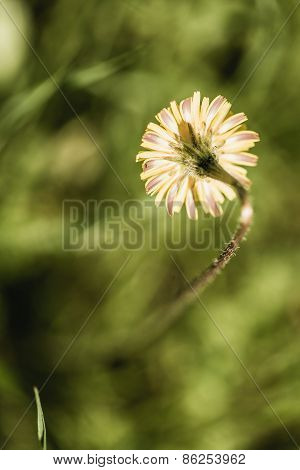 White Blooming Flower