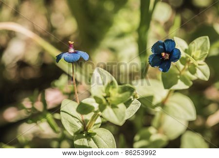 Blue Blooming Flowers