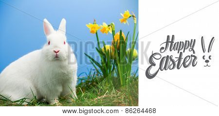 Happy easter against white fluffy bunny sitting beside daffodils with easter eggs