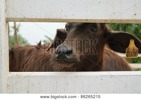 Murrah buffalo