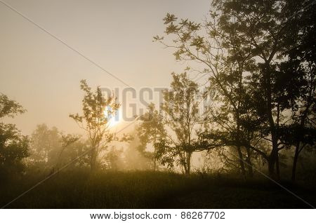 One Day Morning