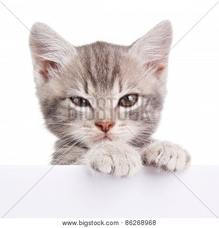 gray cat with white board