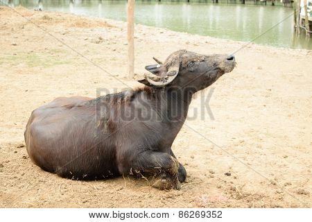 Murrah buffalo