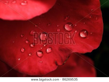 dew drops on the leaves of red roses