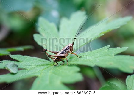 beetle on the green on the leaves