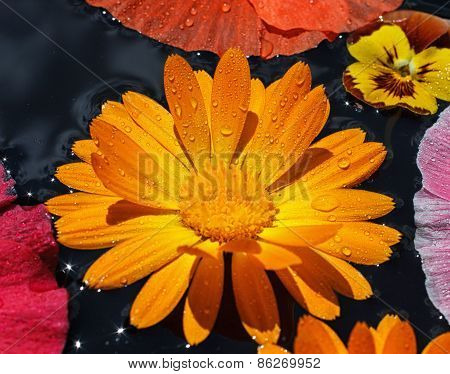 yellow calendula flower