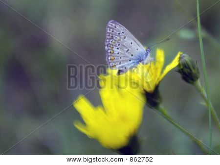 butterfly