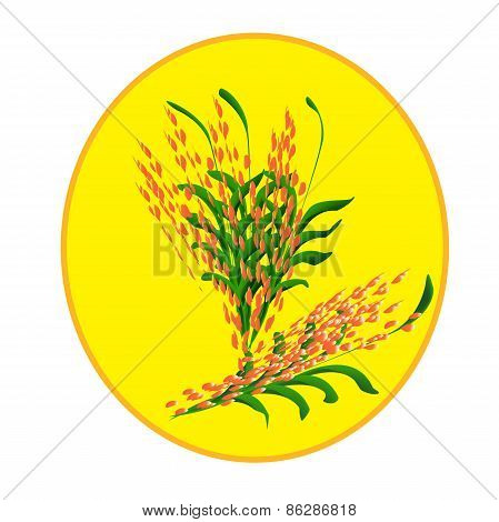 Wheat