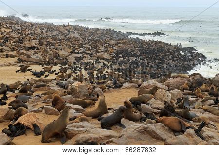 Cape Fur Seals