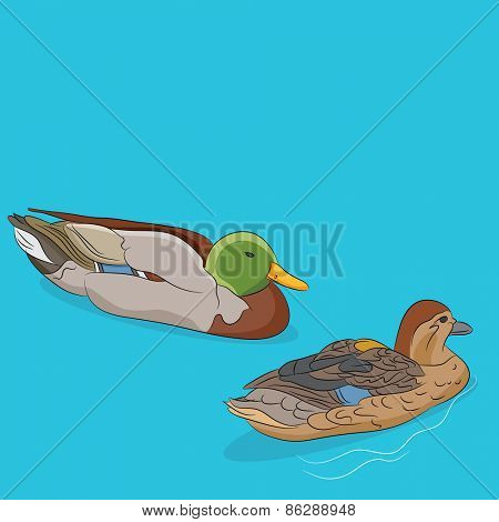 An image of a male and female mallard duck swimming in water.