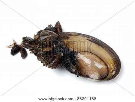 Anodonta (river Mussels) Covered With Small Mussels