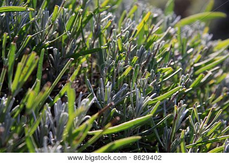 Rosmarin Bush