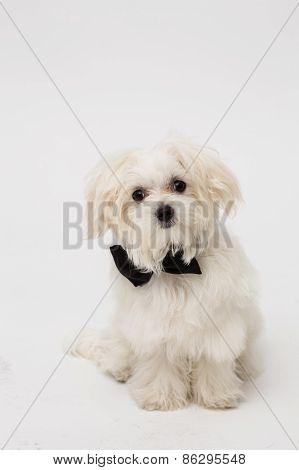 White Maltese dog