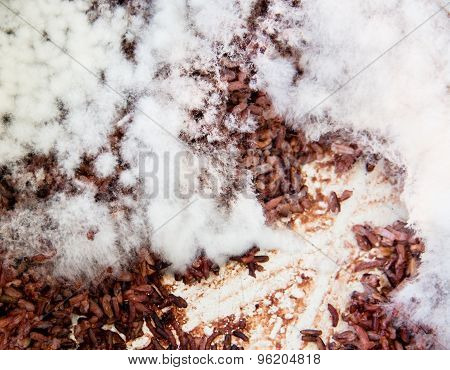 Fungi In Rotten Rice,moldy Rice,