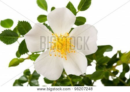 White Dog Rose