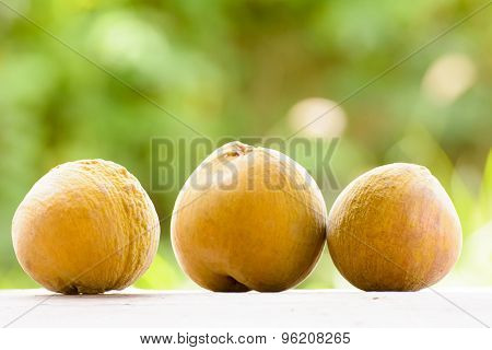 Sandoricum koetjape or santol or cottonfruit
