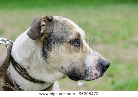 Dog During Walking