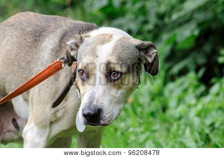 Dog During Walking