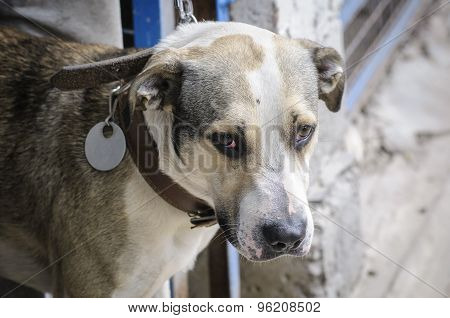Dog During Walking