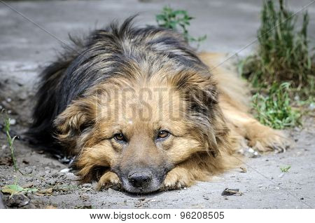 Dog During Walking