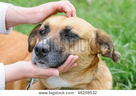 Dog During Walking