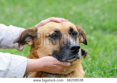 Dog During Walking