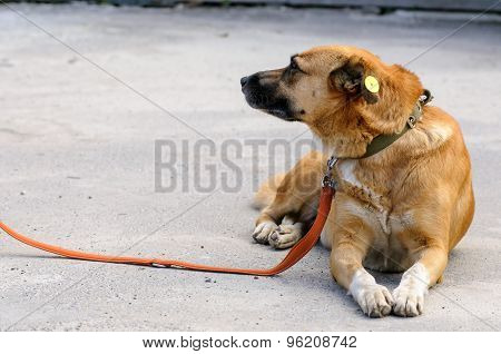 Dog From Shelter During Walking
