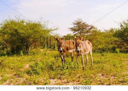 Donkey On The Field