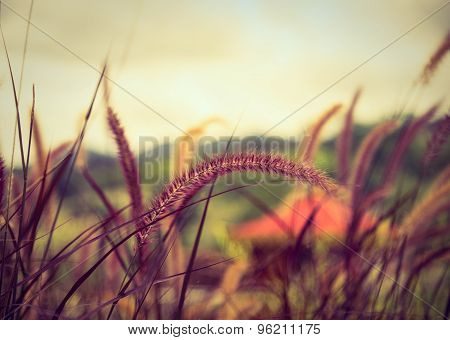 Poaceae Grass Flower In The Lawn.