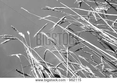 ความฝันวัน