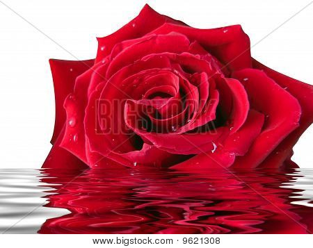 Rose In acqua