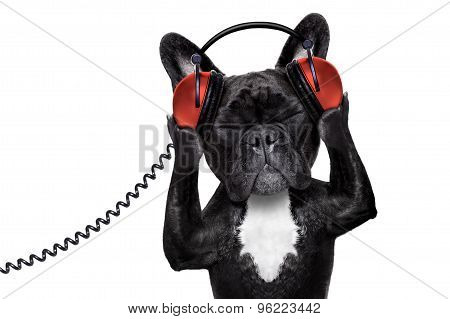 Dog Listening Music