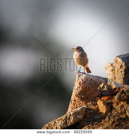 Black redstart (phoenicurus ochruros)