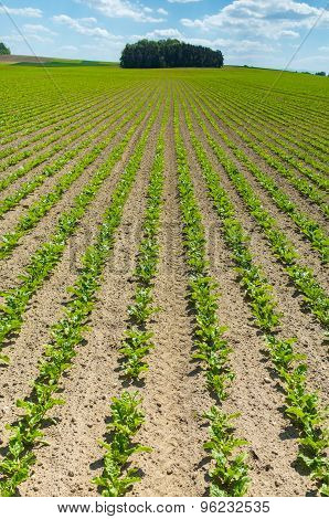 Sugar Beet Field