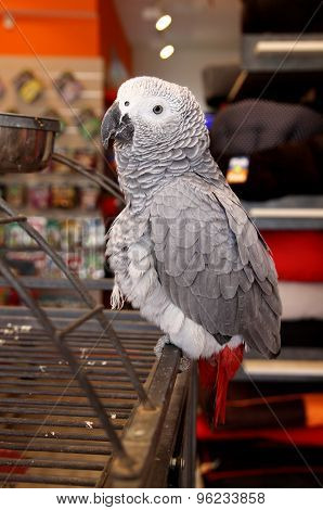 Grey Jaco Parrot