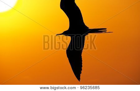Bird Flying Silhouette