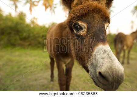 Donkey Baby Face