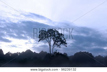 tallest tree